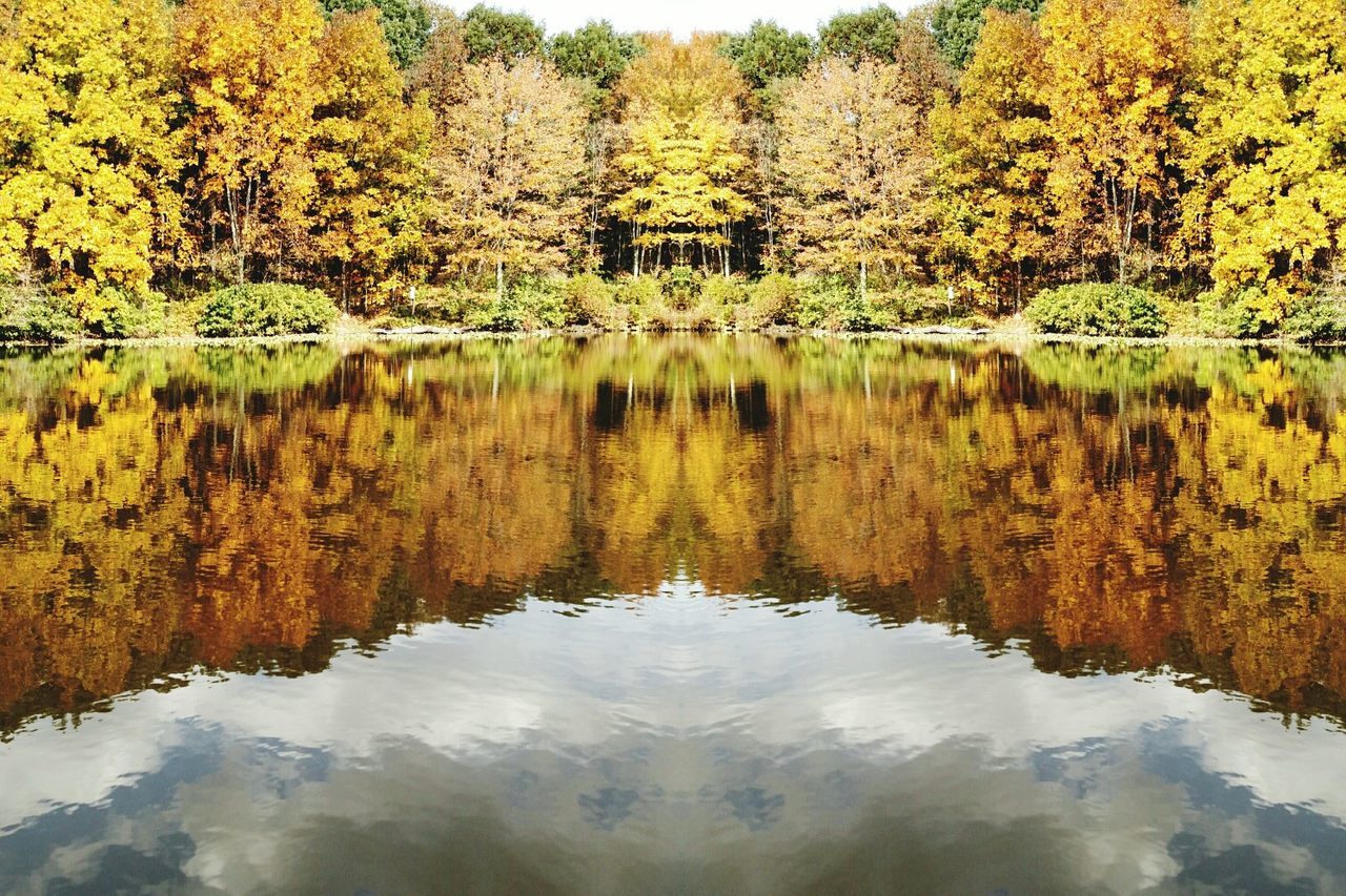 Trees reflecting on lake