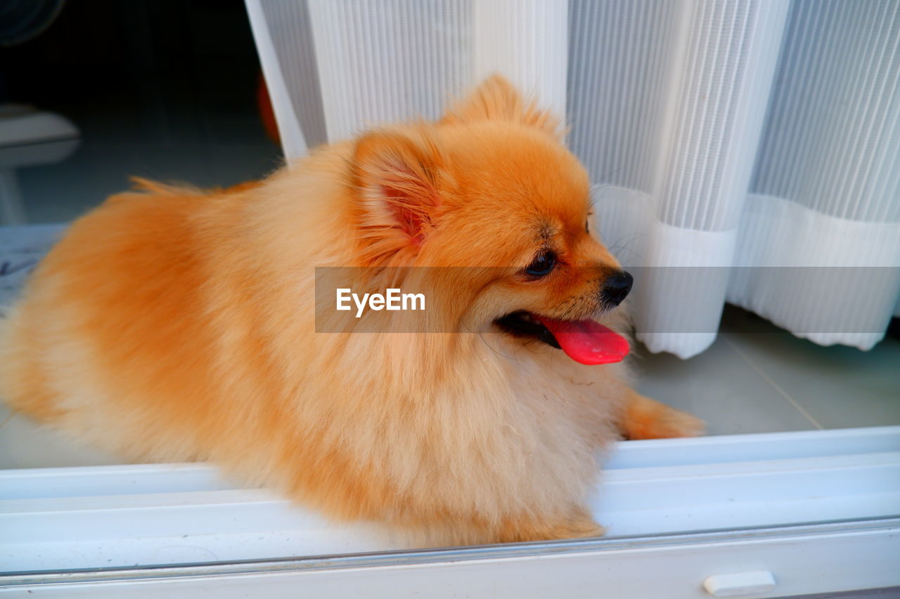 CLOSE-UP OF A DOG LYING DOWN