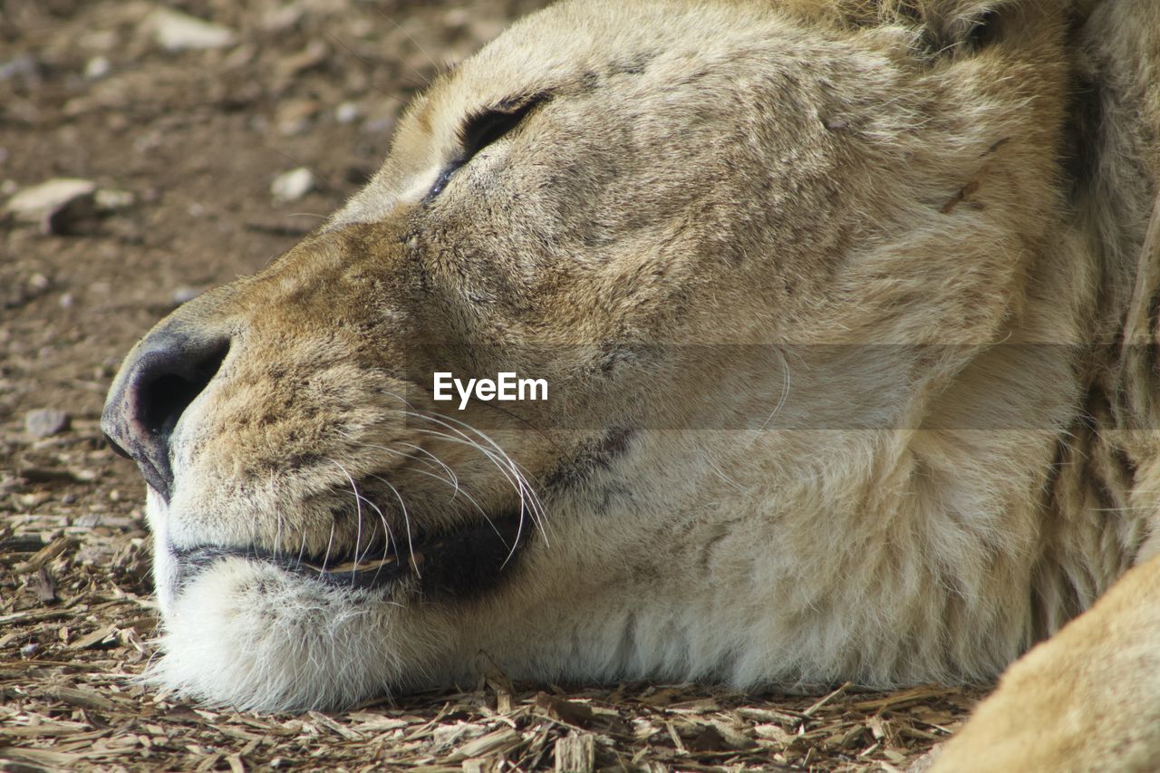 CLOSE-UP OF CAT SLEEPING