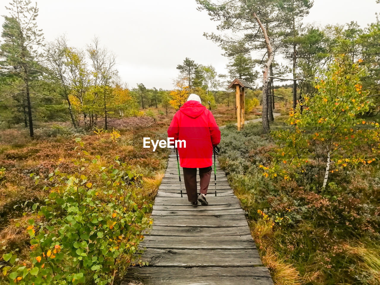 Rear view of woman walking on footpath amidst trees, in moor biosphere reservat rhön germany 