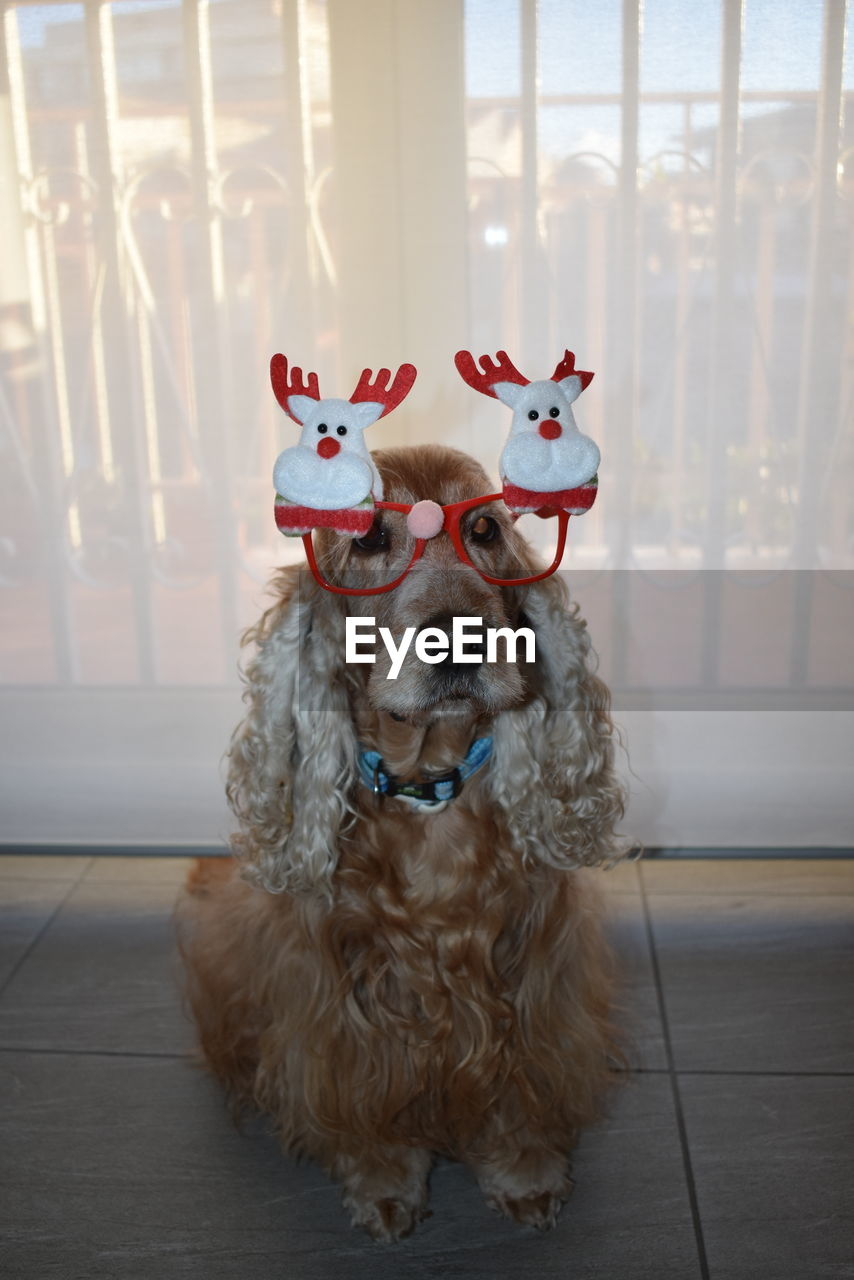 Portrait of dog wearing glasses 