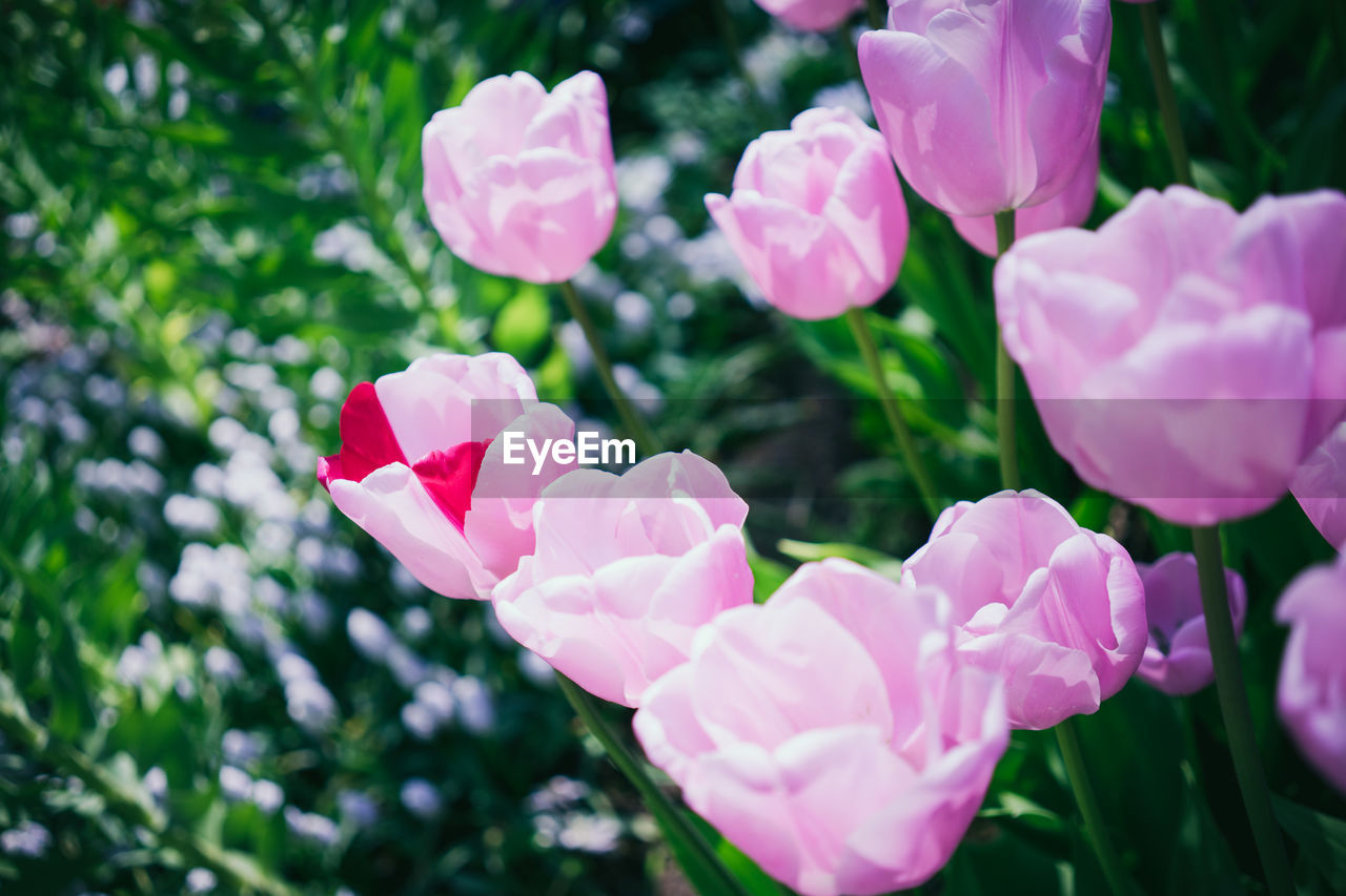 CLOSE-UP OF PINK FLOWERS