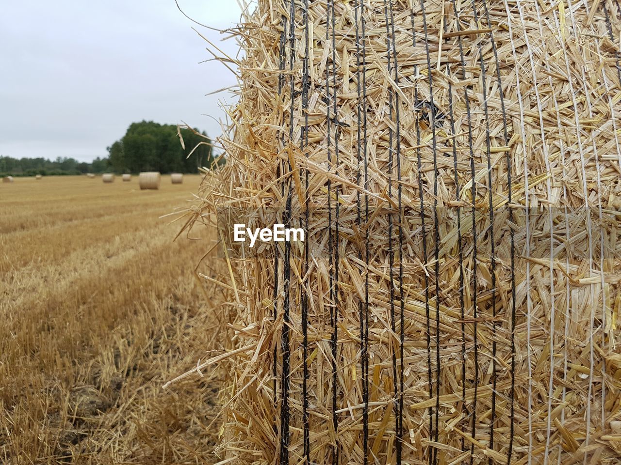 Low angle view of wheat field