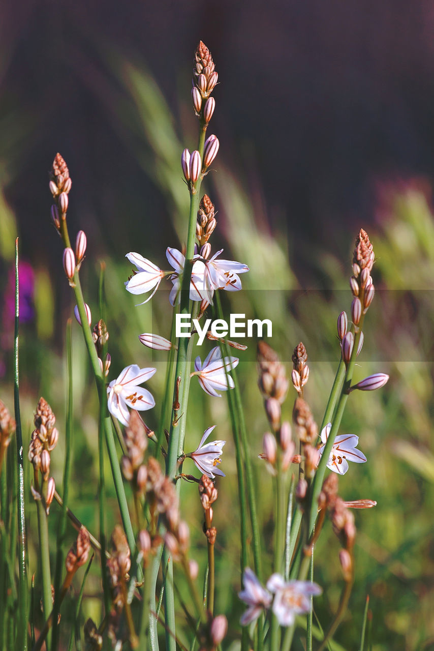 Close-up of flowering plants on field