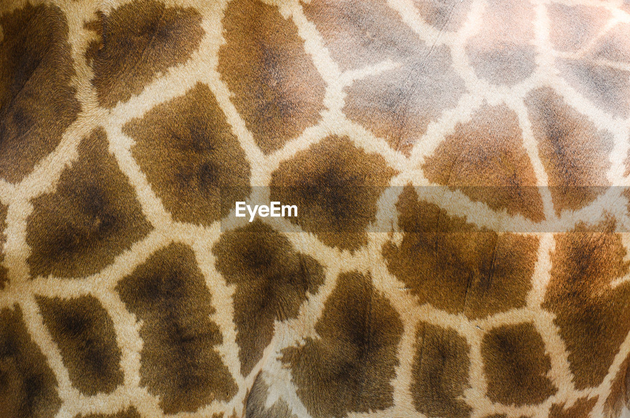 Full frame shot of giraffe skin