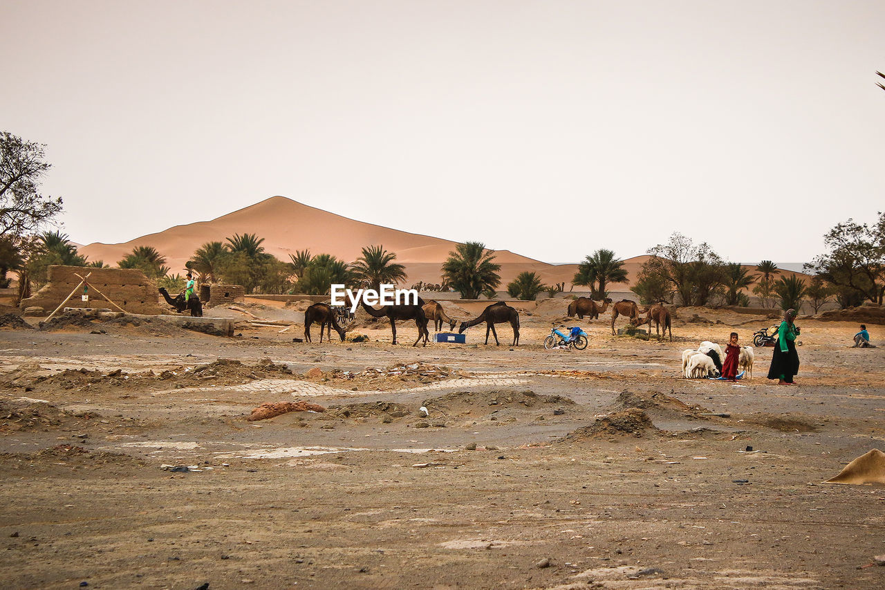 GROUP OF PEOPLE ON LAND