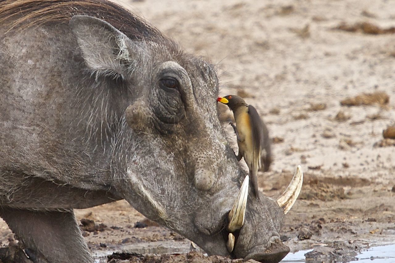 Close-up of bird on boar