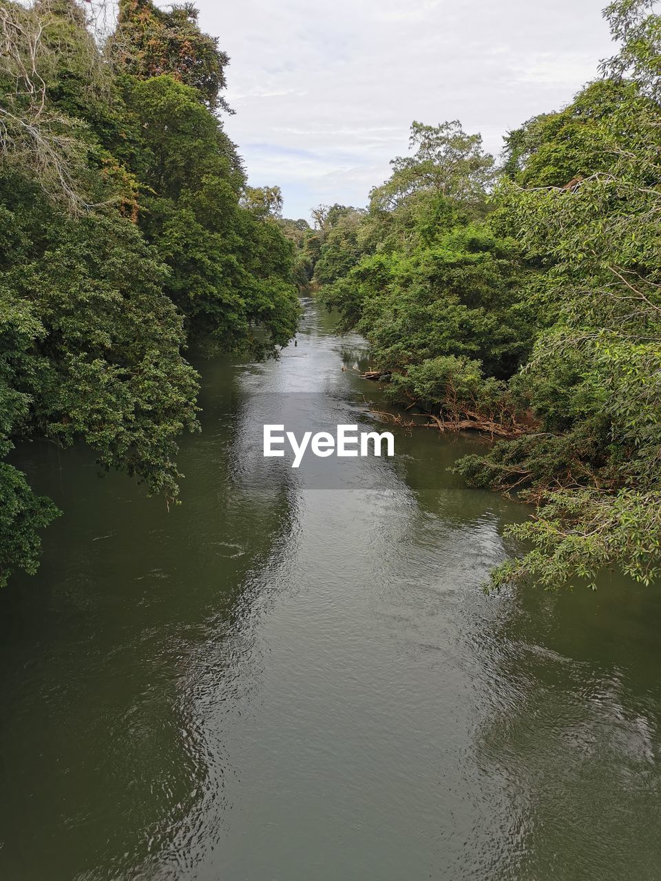 SCENIC VIEW OF RIVER AMIDST TREES IN FOREST