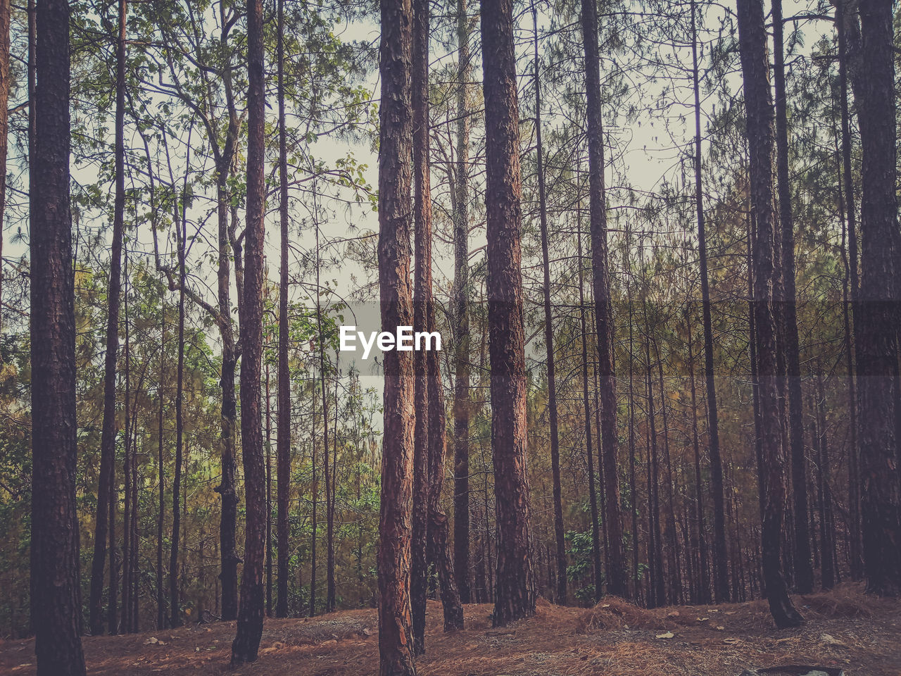 Pine trees in forest