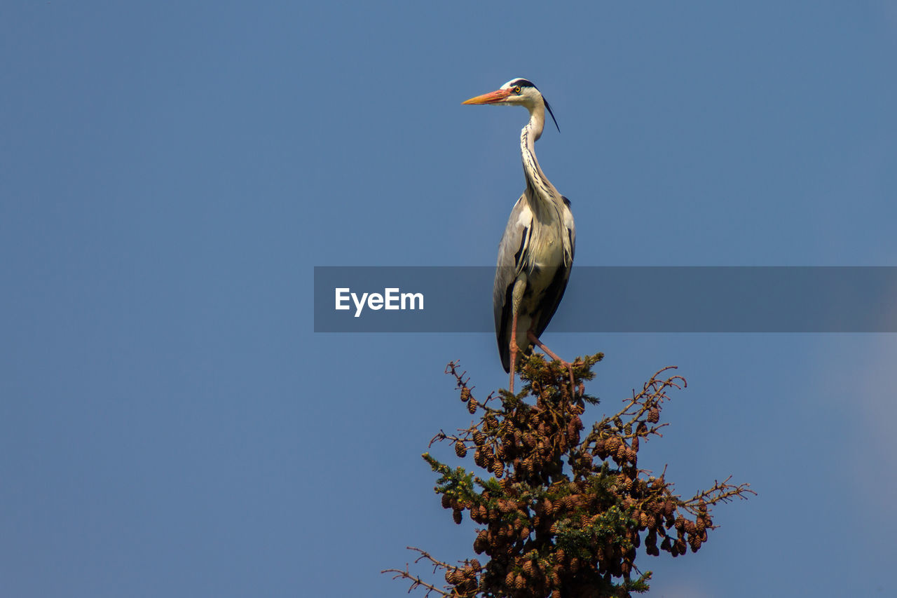 LOW ANGLE VIEW OF BIRD PERCHING ON TREE AGAINST SKY