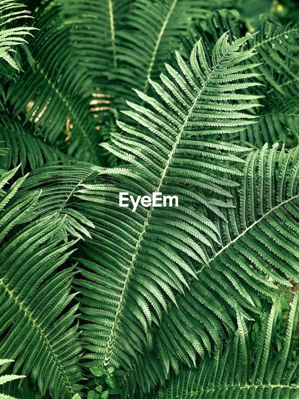 Full frame shot of fern leaves