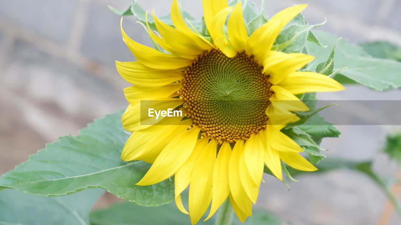 Close-up of yellow sunflower