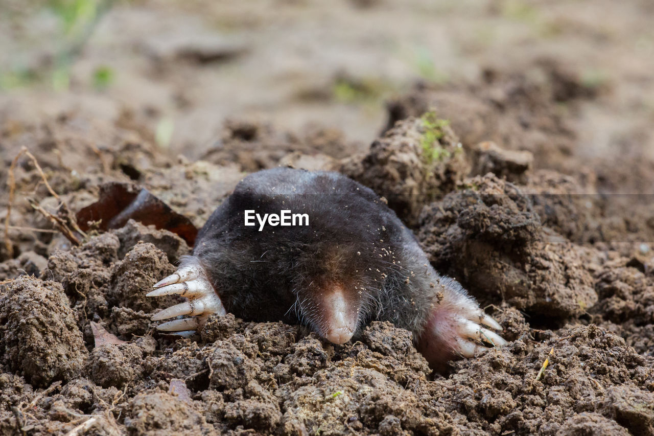 European mole emerging from the ground, talpa europaea, po valley italy