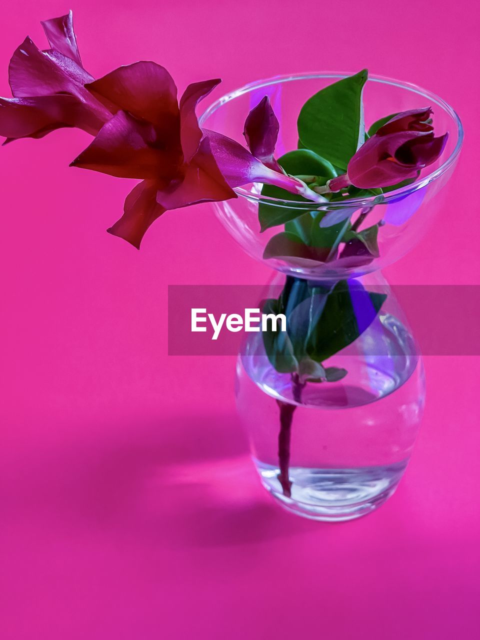 flower, pink, purple, petal, colored background, studio shot, flowering plant, vase, pink background, plant, indoors, no people, violet, nature, freshness, glass, beauty in nature, magenta, still life, close-up, drinking glass, purple background, lilac, fragility