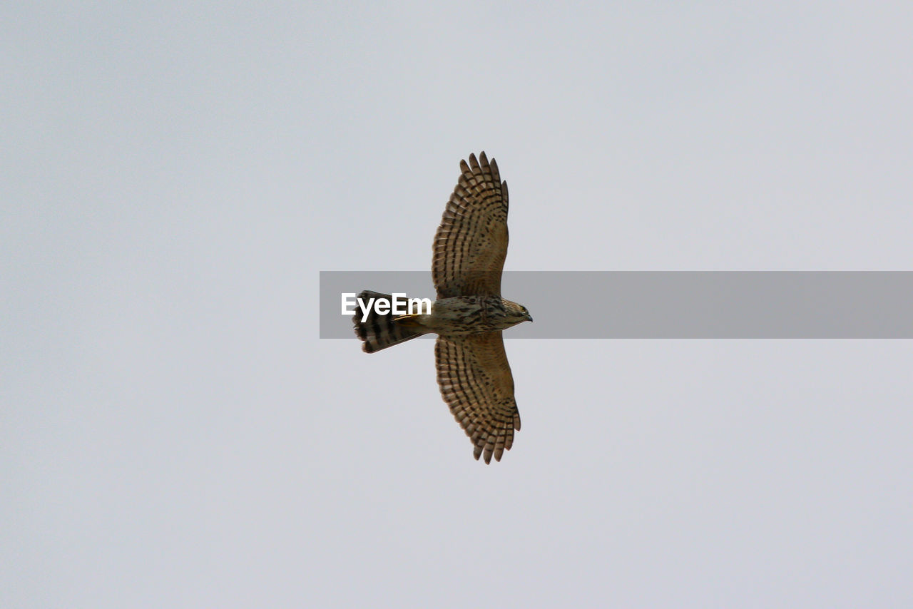 Low angle view of eagle flying in sky