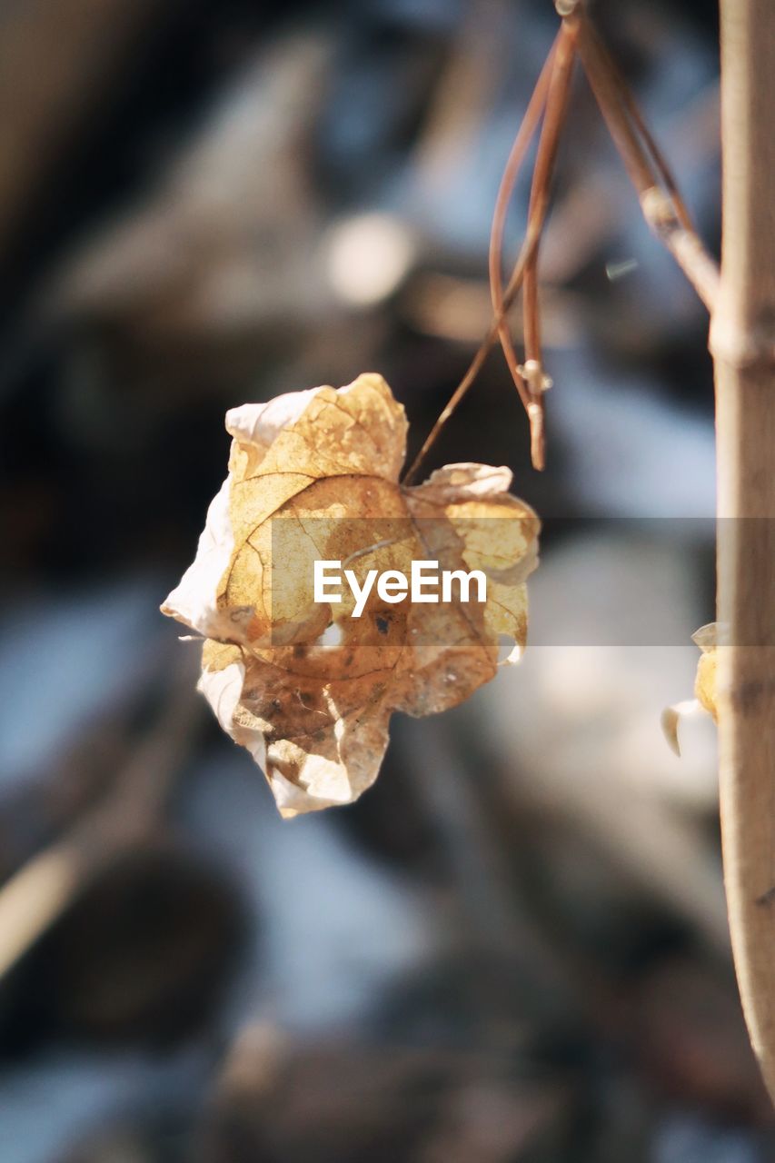 Close-up of dry leaves