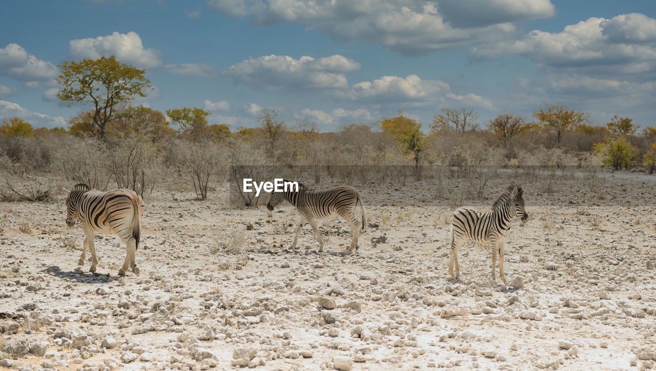 Zebras in the etosha national park namibia south africa