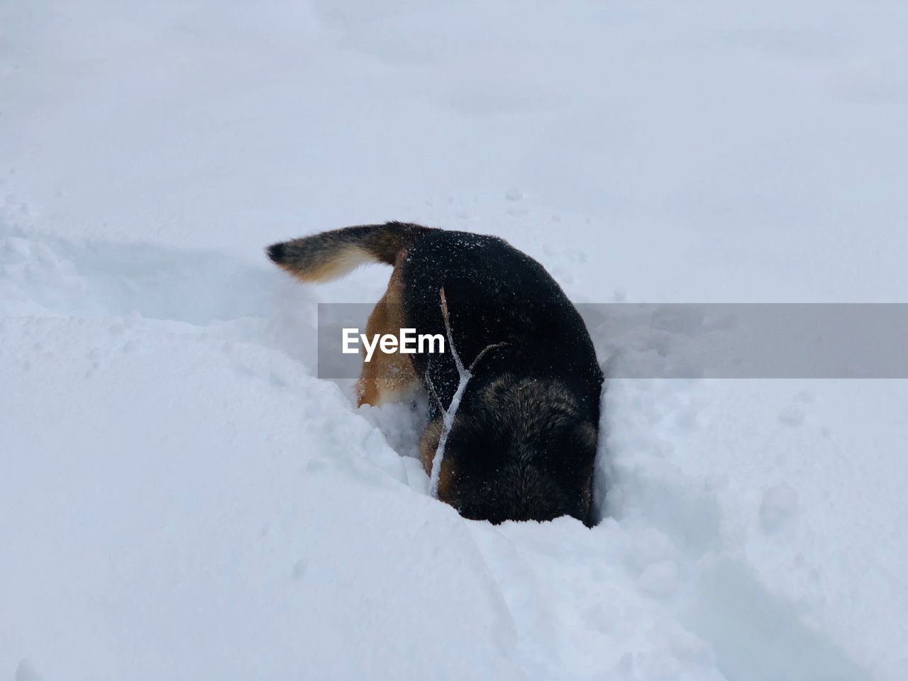 Dog digging in the snow