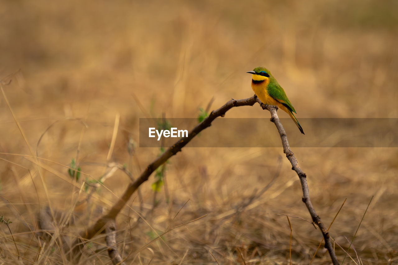 low angle view of bird perching on field