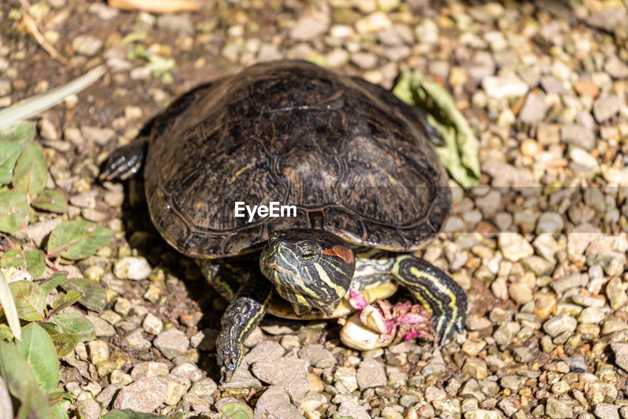 animal themes, animal, animal wildlife, turtle, one animal, reptile, tortoise, wildlife, shell, animal shell, nature, no people, tortoise shell, day, land, high angle view, outdoors, close-up, sunlight