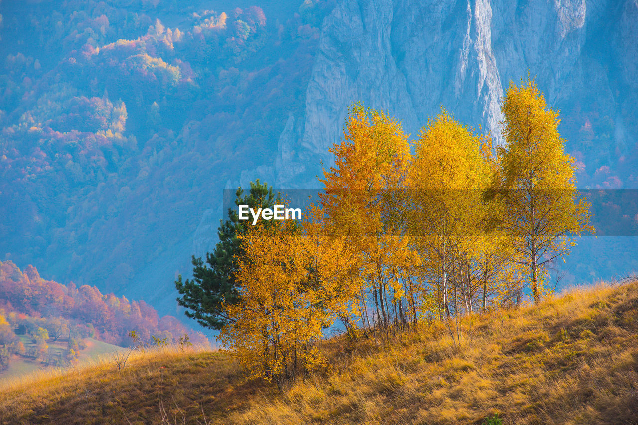 Autumn trees in forest against sky