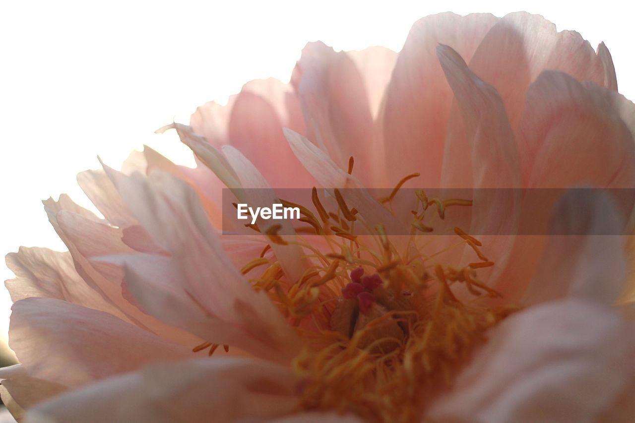 Close-up of pink rose flower