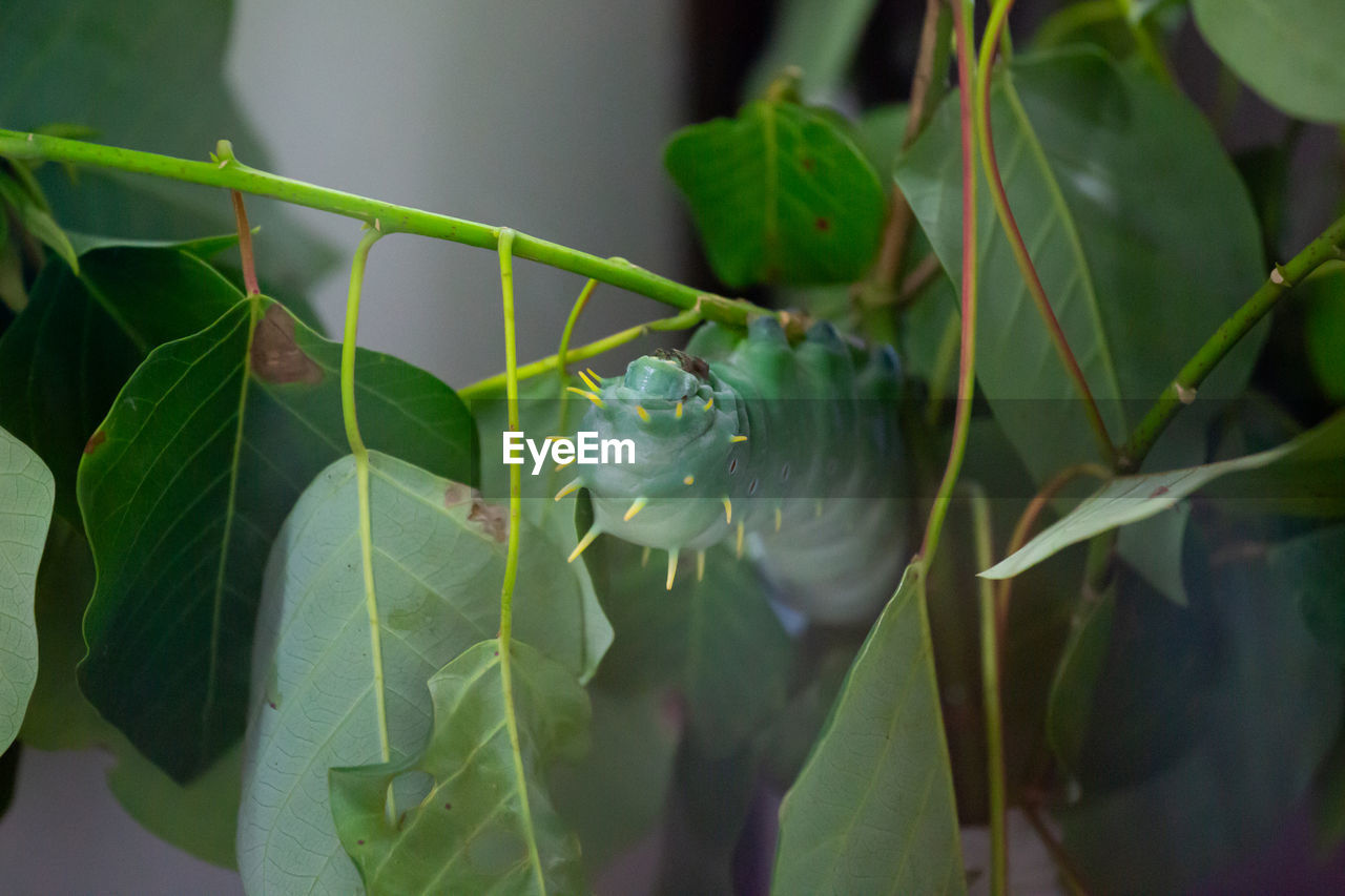 green, leaf, plant part, plant, nature, flower, animal themes, animal wildlife, growth, animal, close-up, no people, beauty in nature, insect, wildlife, one animal, outdoors, macro photography, focus on foreground, food, food and drink, freshness, day, branch, plant stem, produce