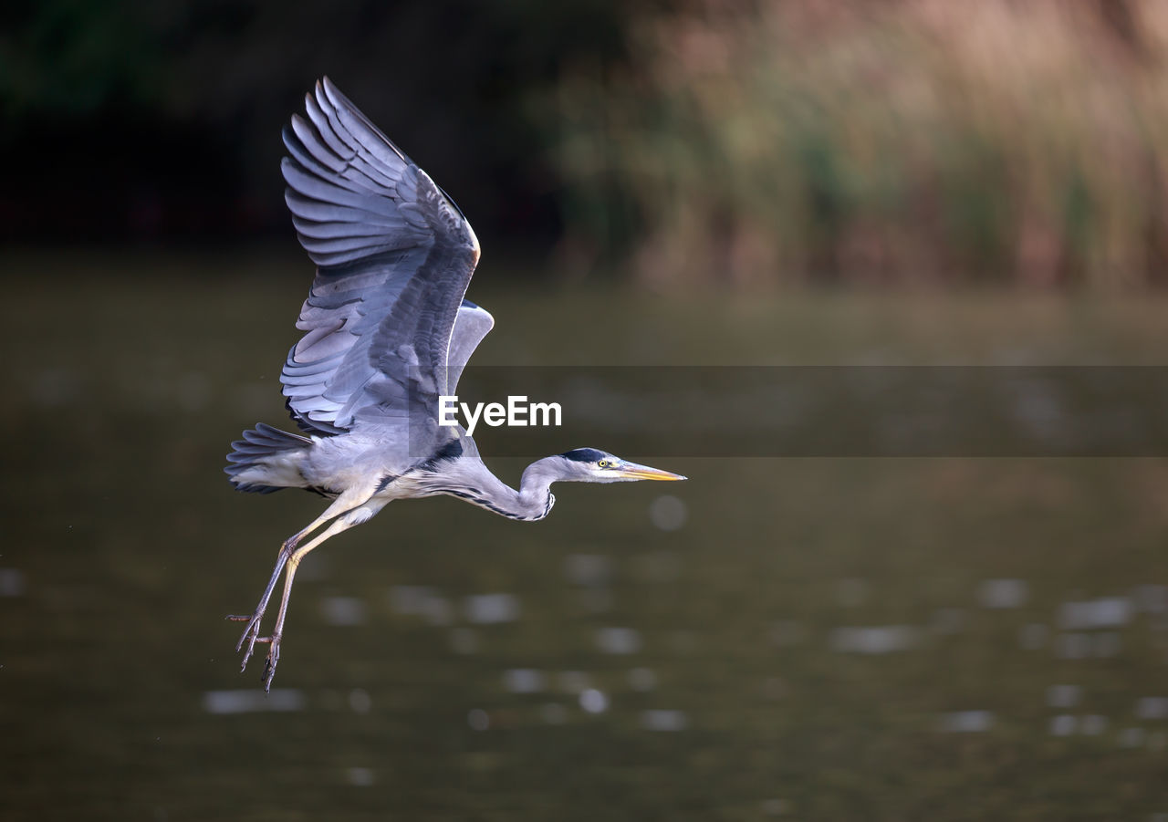 A grey heron taking off