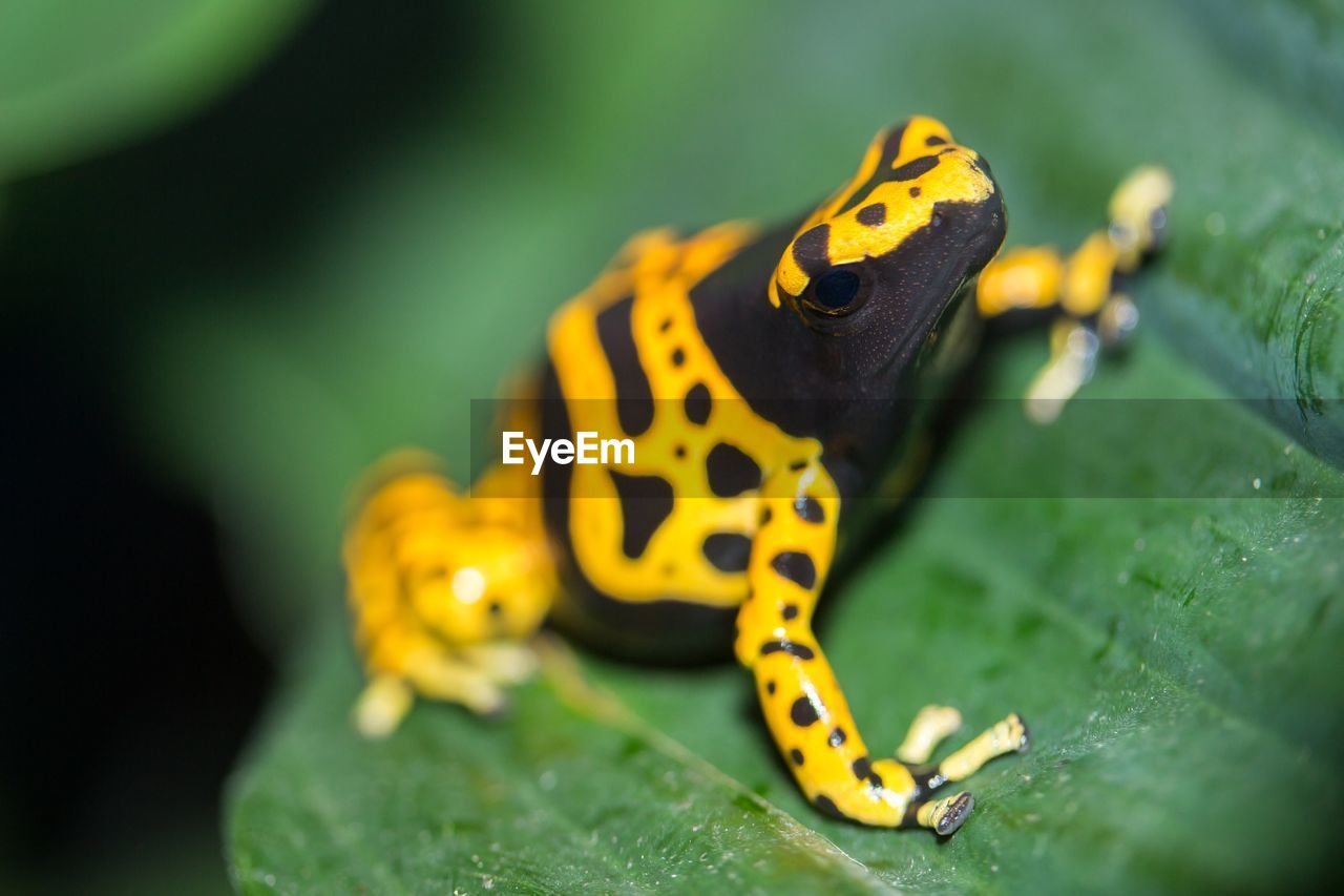 Close-up of poison arrow frog on wet leaf