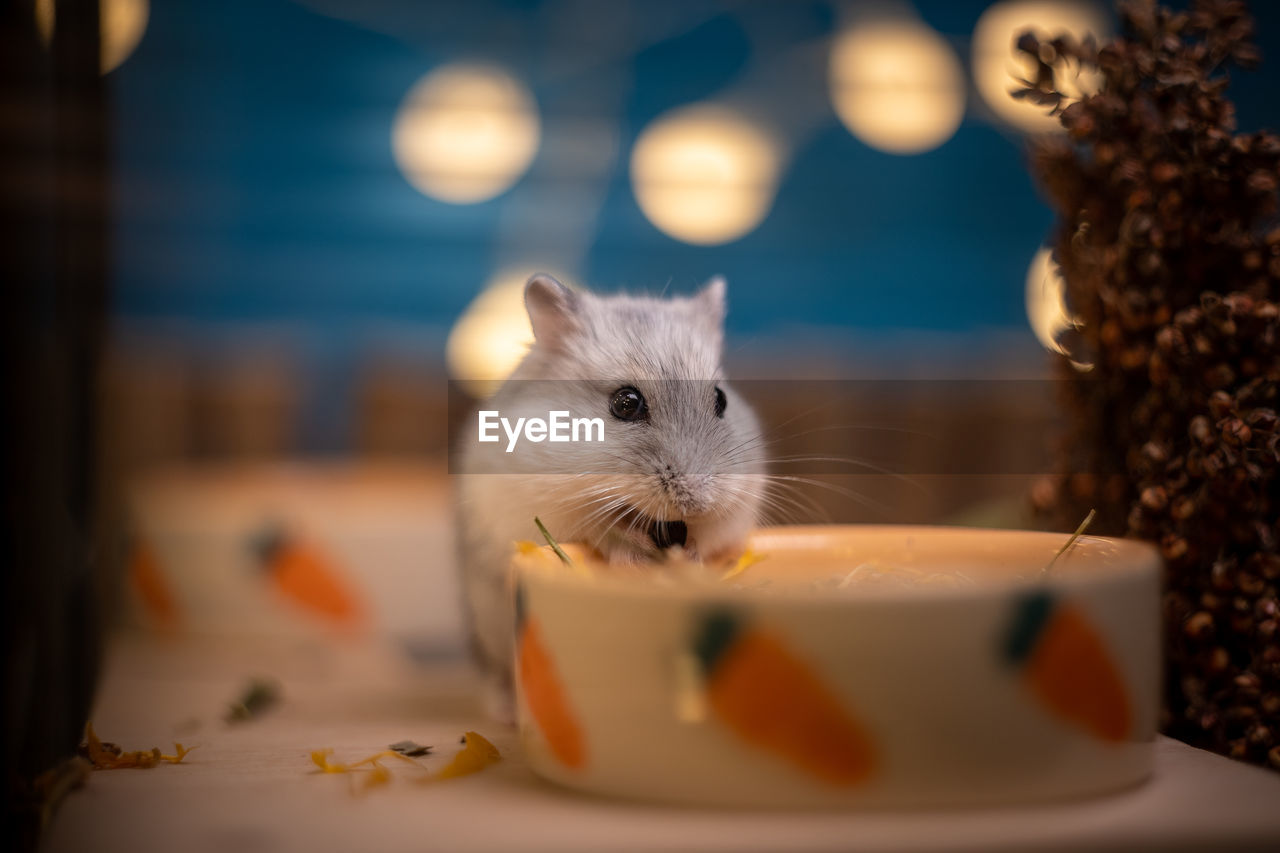 Close-up of hamsterl on table