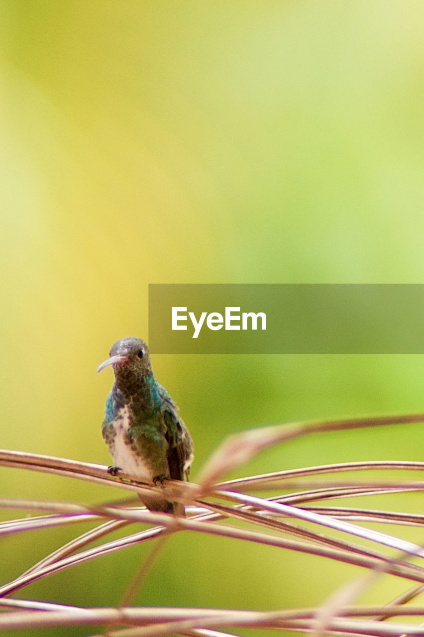 CLOSE-UP OF BIRD