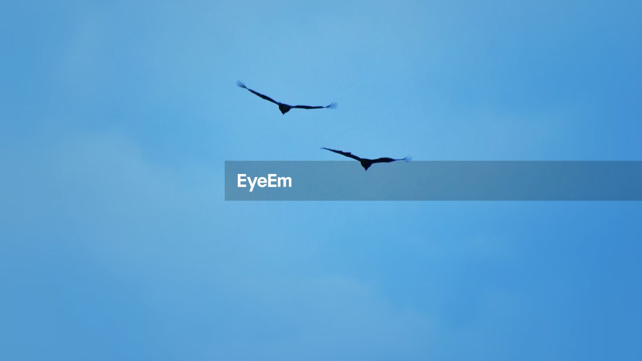 LOW ANGLE VIEW OF BIRDS FLYING IN SKY