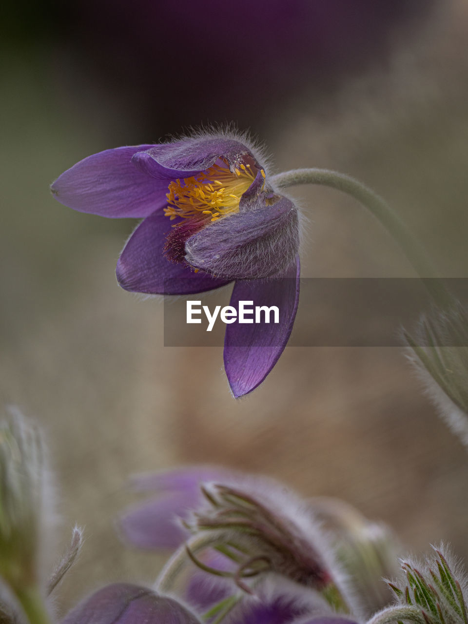 Close-up of purple iris