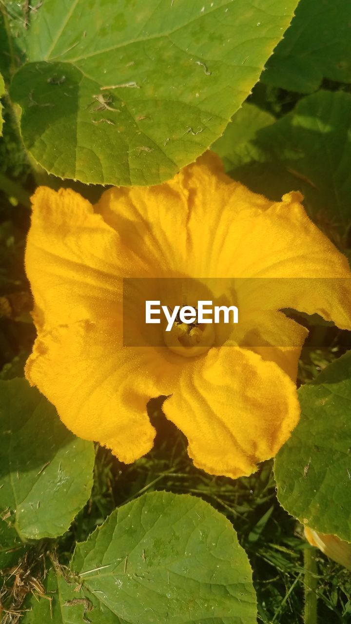 CLOSE-UP OF YELLOW ROSE FLOWER