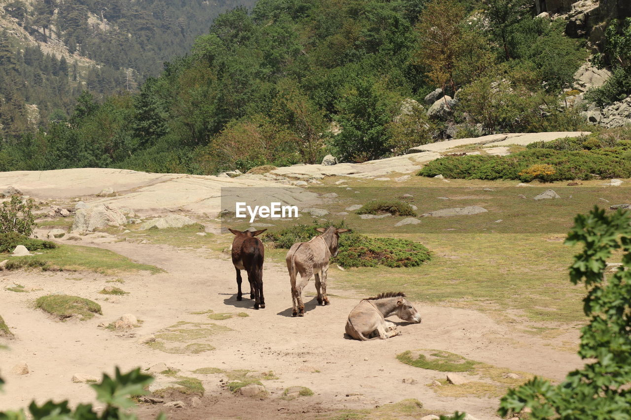 HORSES IN A FIELD