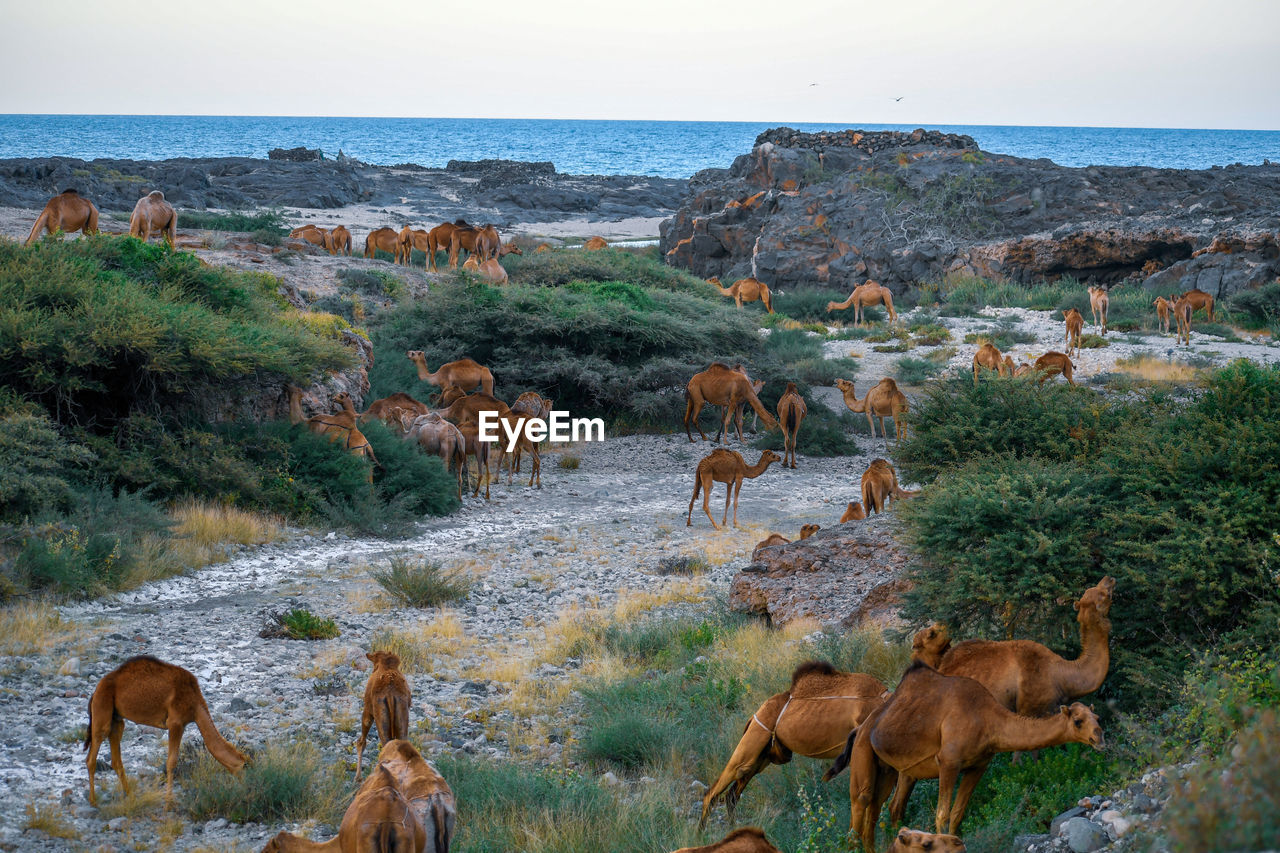 Camel  in the sea