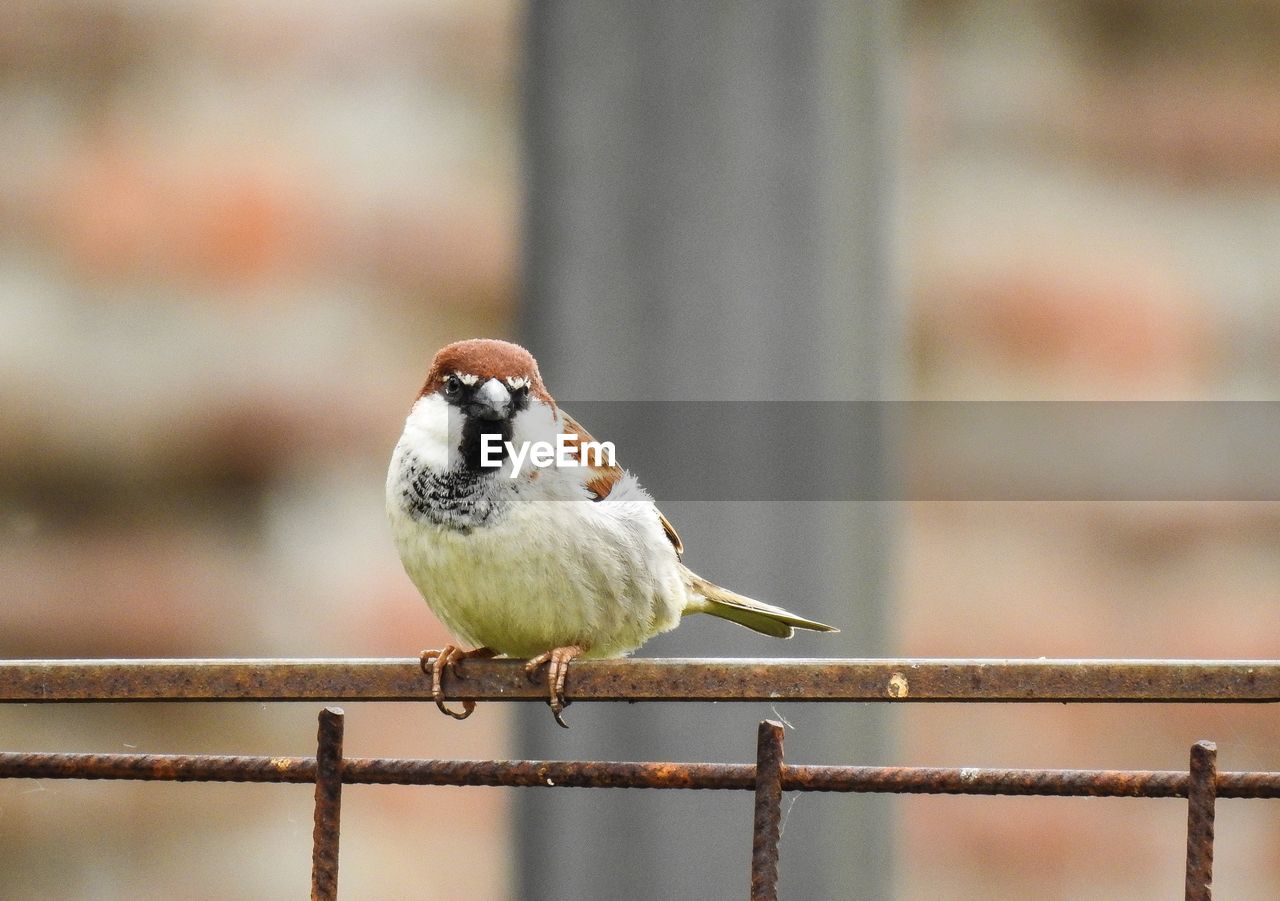 Close-up of bird perching on railing