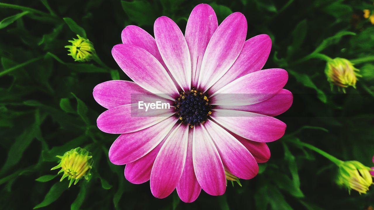 Close-up of pink flower