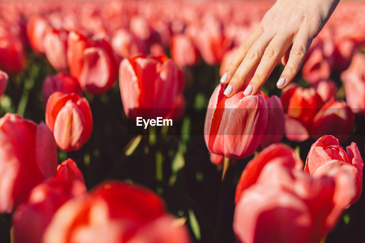 full frame shot of pink flowers