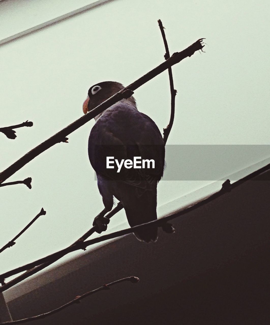 Low angle view of bird on branch against clear sky