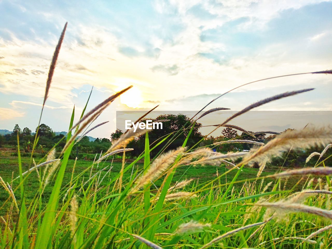 GRASS GROWING ON FIELD AGAINST SKY