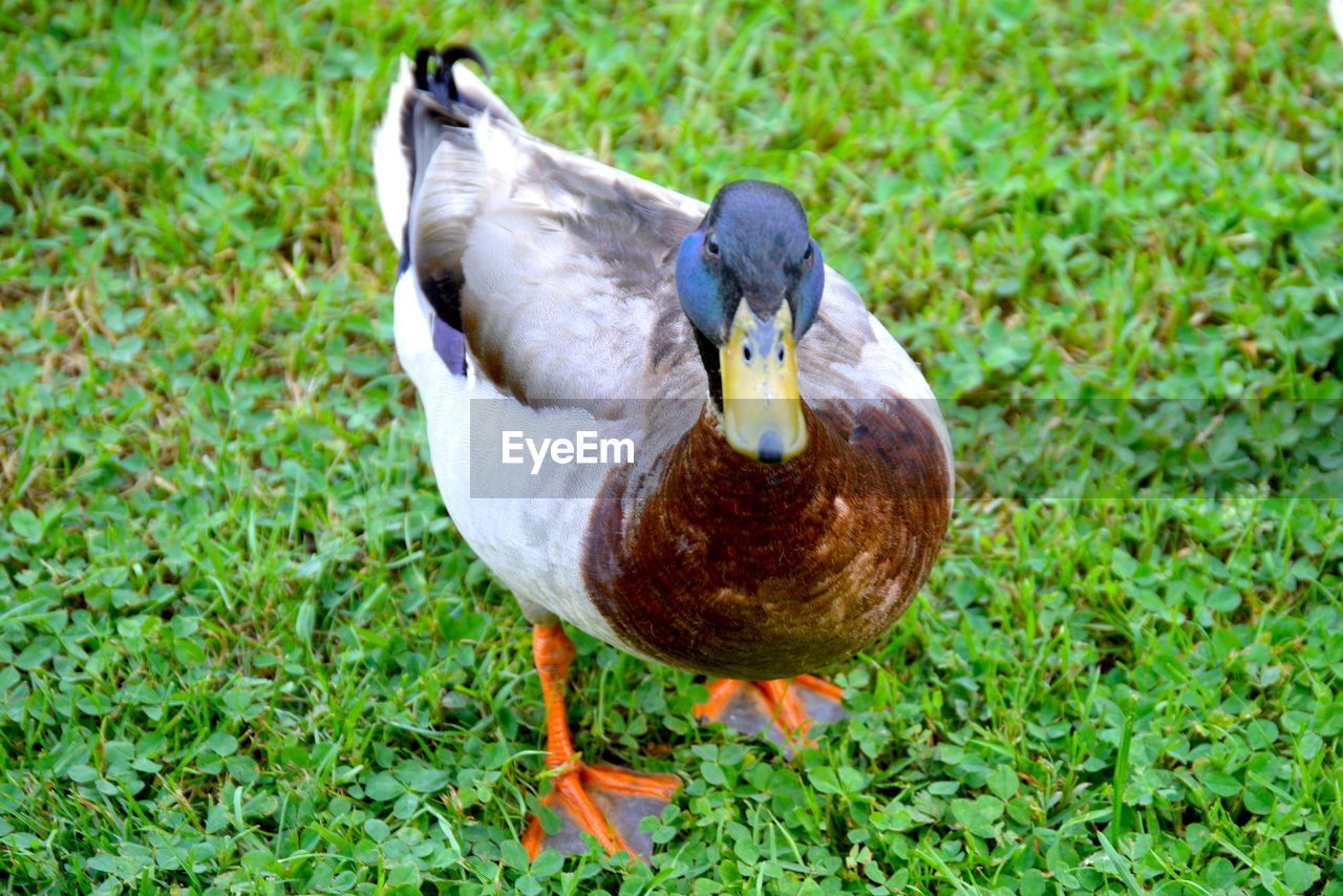 CLOSE-UP OF BIRD ON GRASS