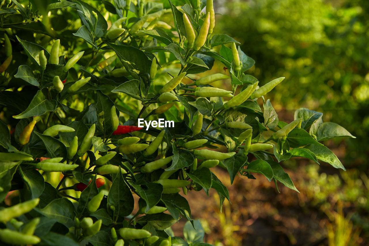 Red orange yellow spicy and hot flaming chili growing in an organic vegetable garden