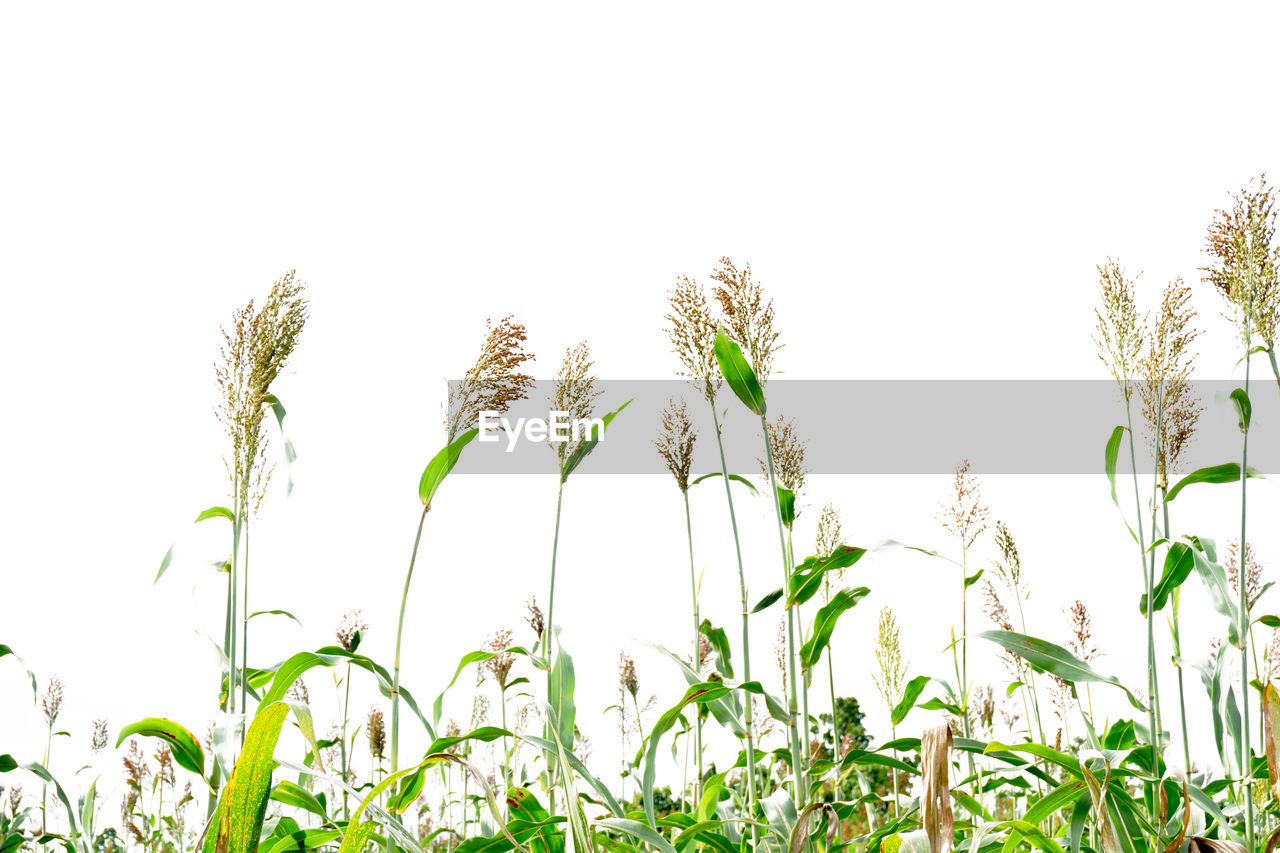 Close-up of fresh plants against clear sky