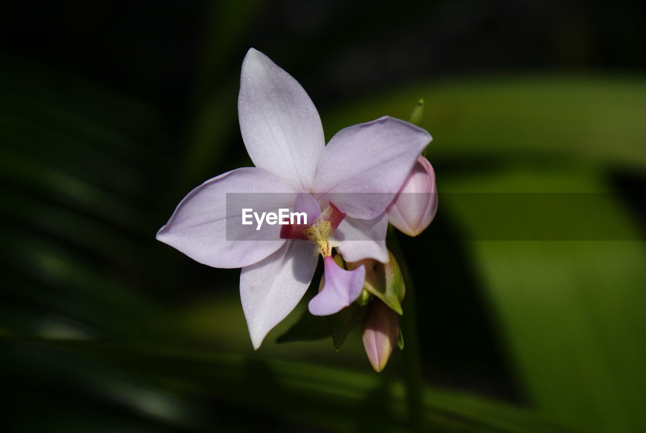 CLOSE-UP OF IRIS BLOOMING