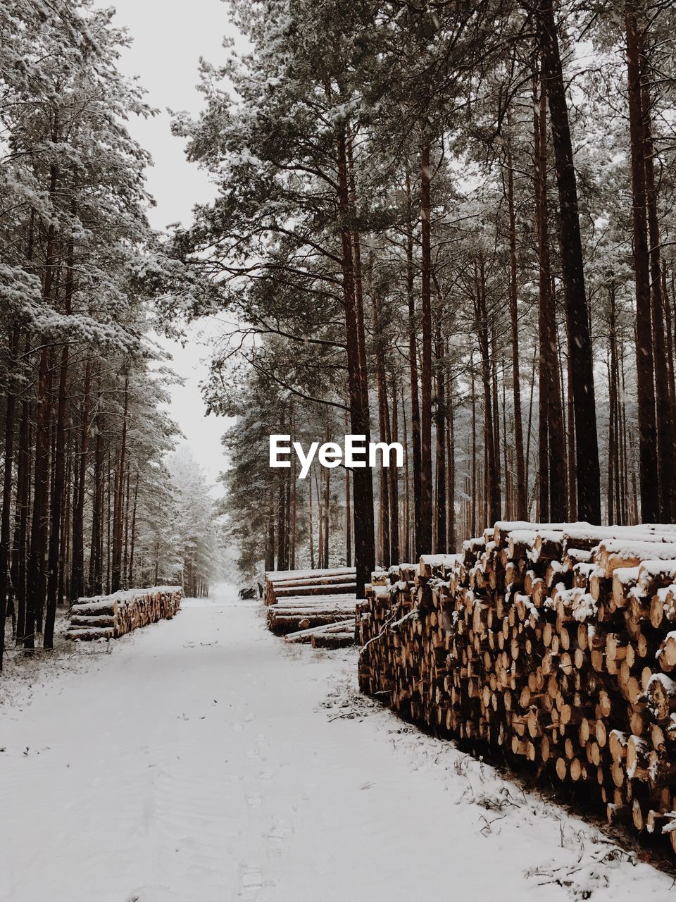 SNOW COVERED TREES IN WINTER