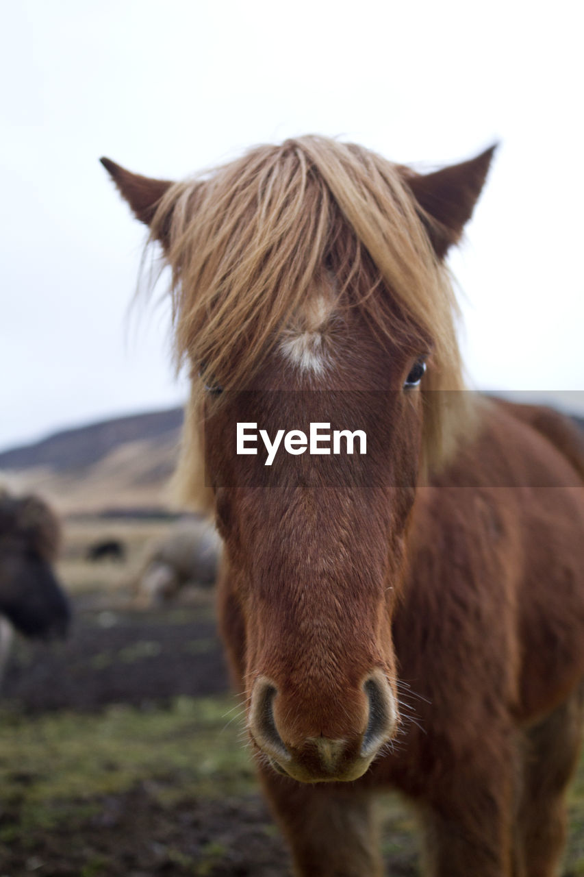 PORTRAIT OF HORSE STANDING ON FIELD