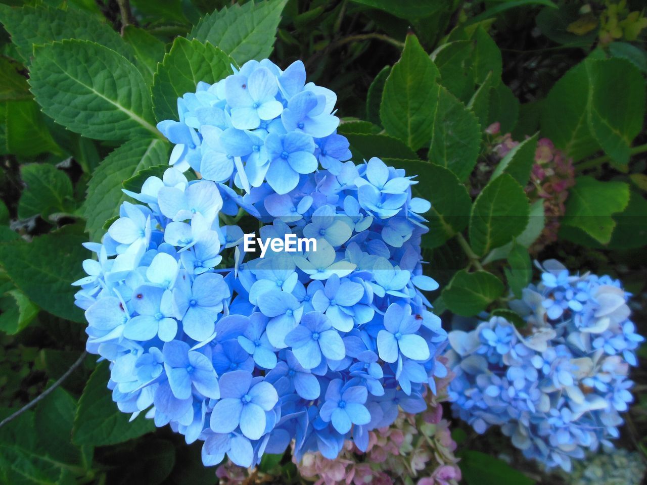 CLOSE-UP OF BLUE HYDRANGEA BLOOMING IN GARDEN