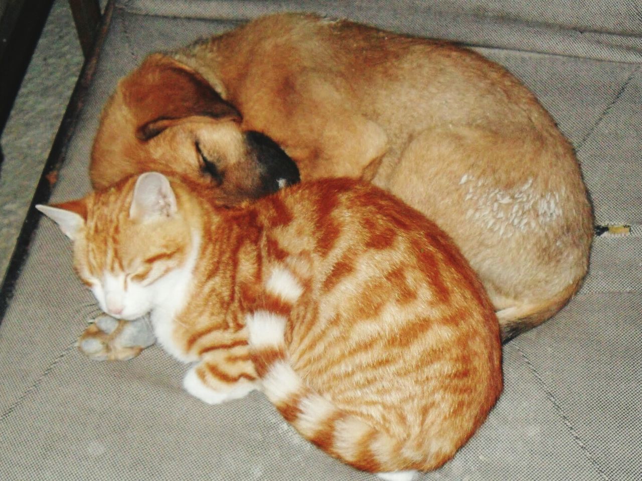 CAT SLEEPING ON TILED FLOOR