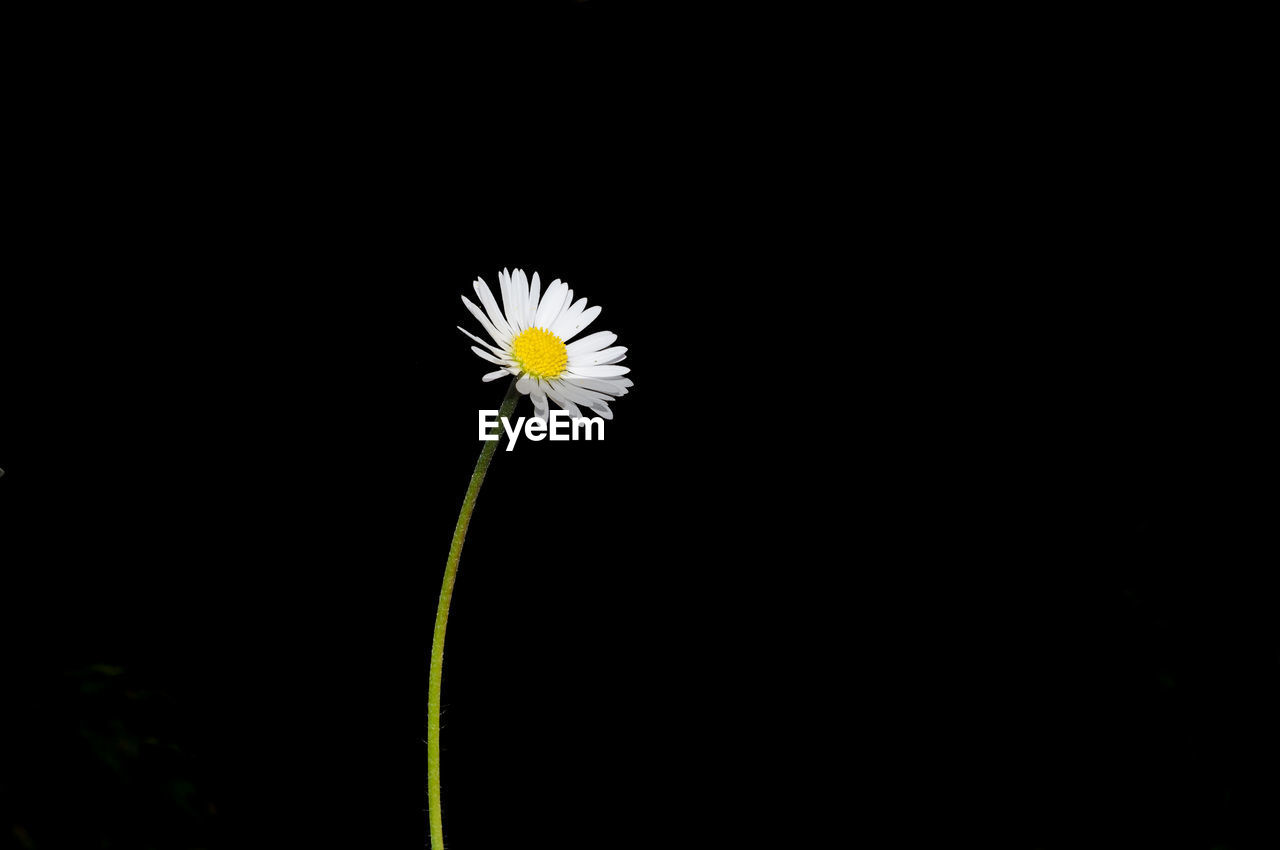 Close-up of white daisy against black background